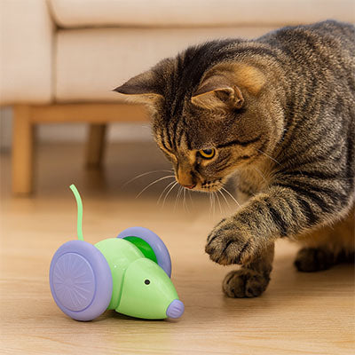 Jouet interactif pour chat | Rechargeable autonome