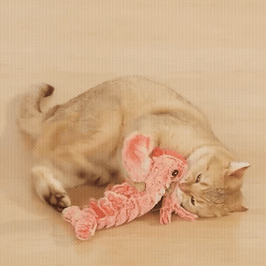 Jeux interactif Crevette | Felistimul