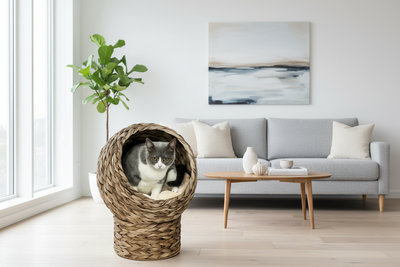 Maison chat osier en salon moderne