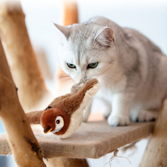 Chat gris jouant avec jouets interactifs