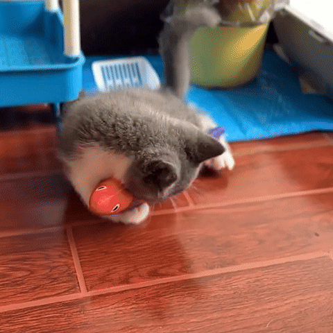 Jouet pour chat | Herbe féline