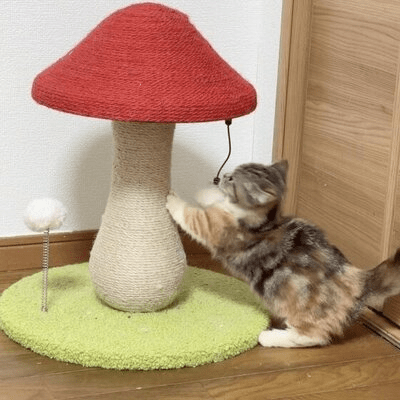 Arbre à Chat - MushroomCatTower™ - Chat Récréatif