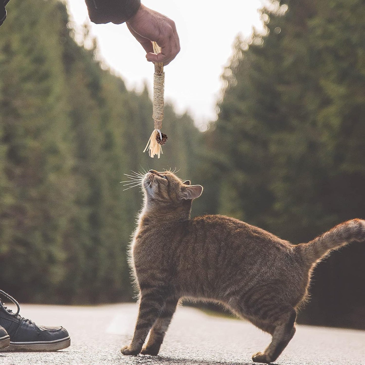 Bâton à mâcher pour chat - PurrStick™ - Chat Récréatif